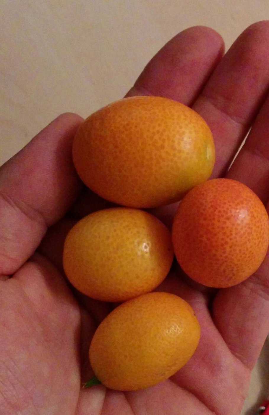 Кумкват мандарин