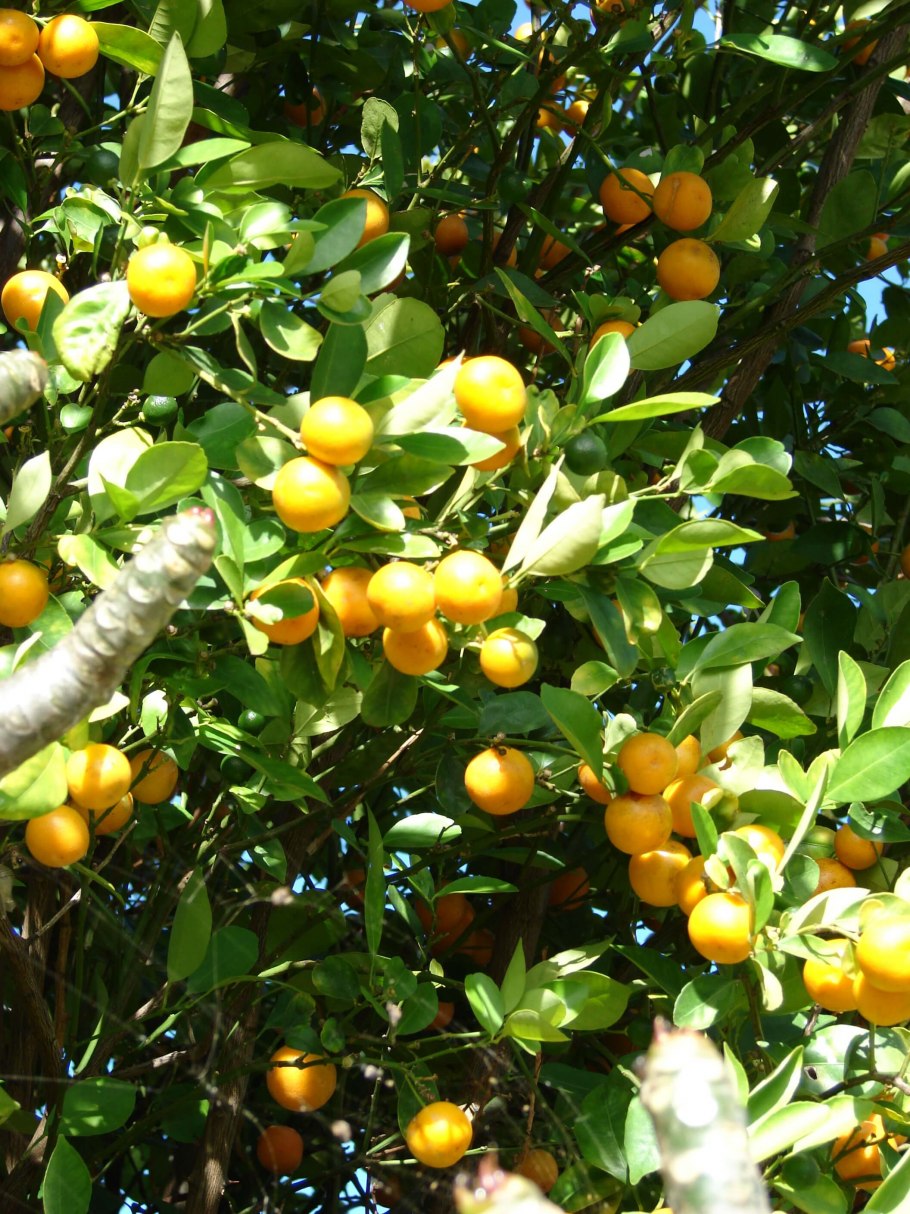 Кумкват малайский