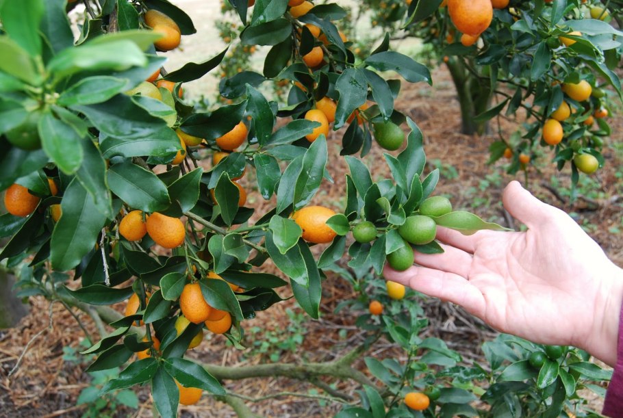 Кумкват Родина