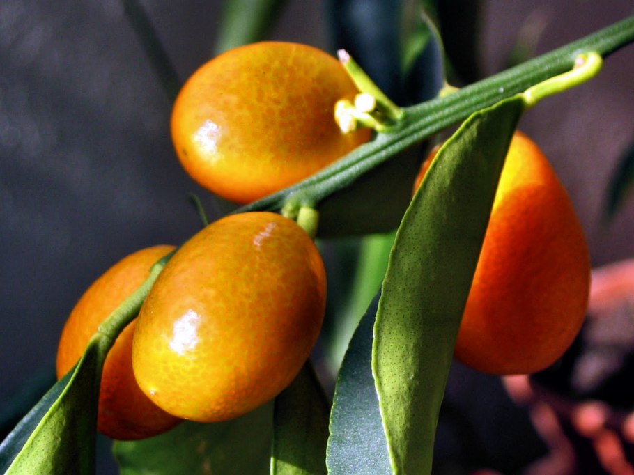 Маленькие цитрусовые плоды кумкват