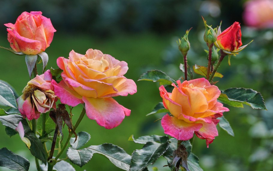 Кустарные розы