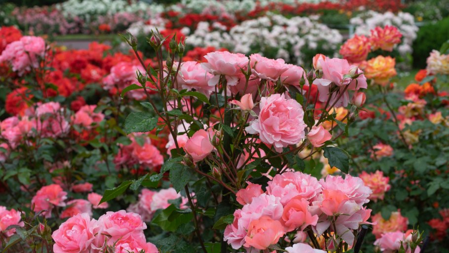 Саженцы роз сорт Роуз Гарден