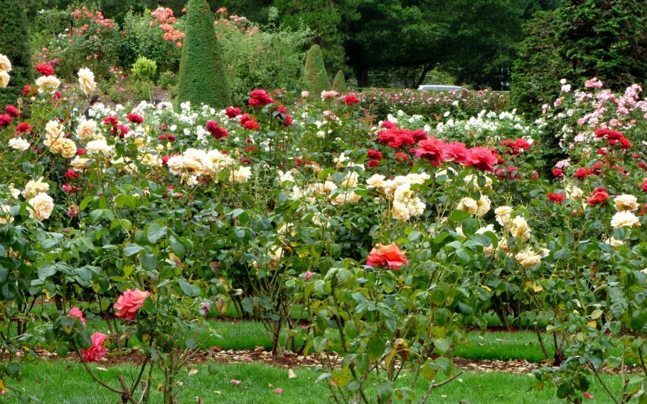 Роза красная шраб куст