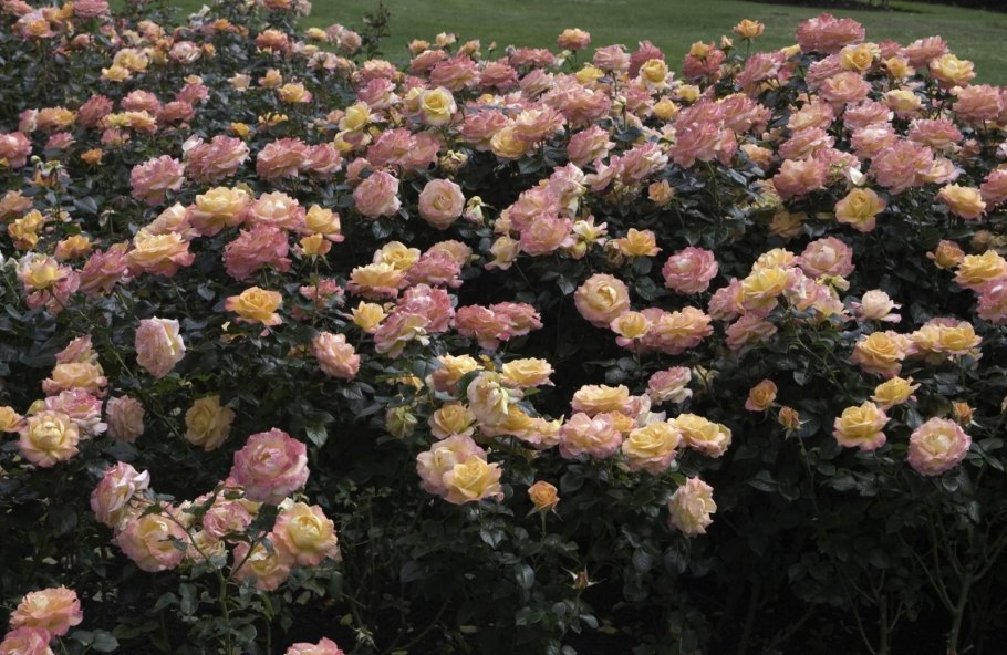 Кустарниковые розы
