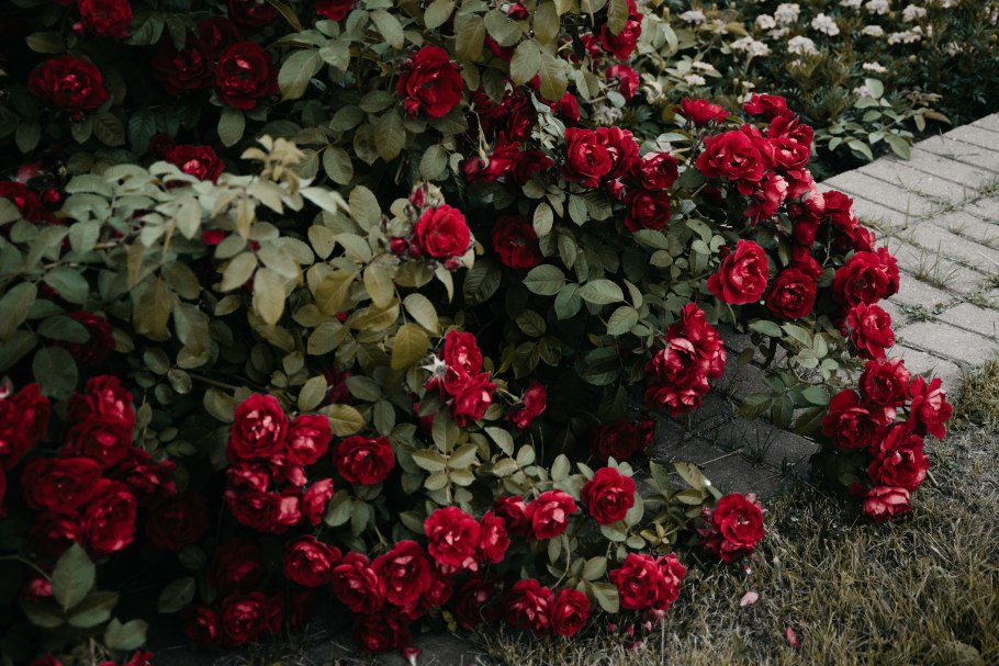 Куст роза Redlands