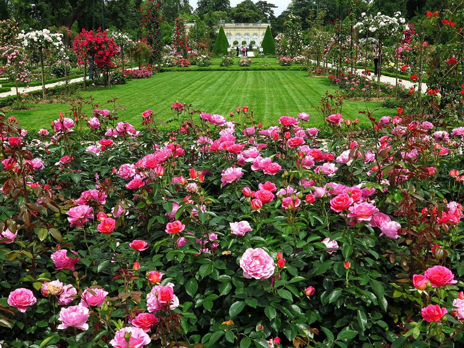 Роза почвопокровная Гарден