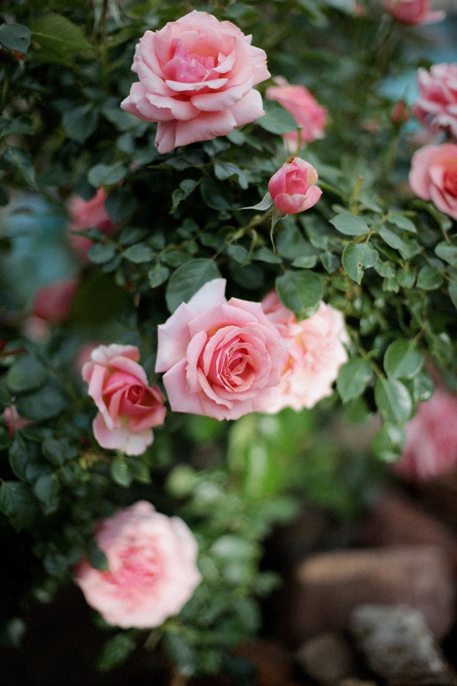 Роза бьютифул Гарден