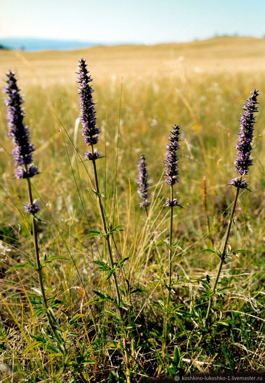Схизонепета многонадрезанная