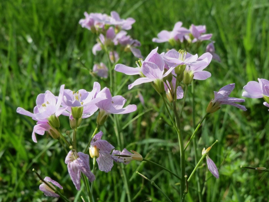 Cardamine pratensis