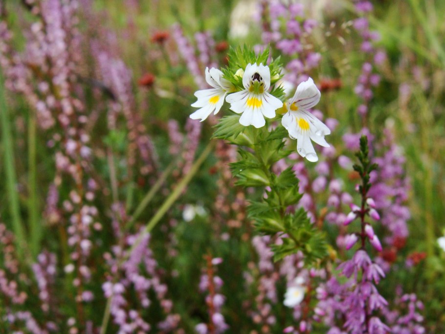 Euphrasia Loutchinsky