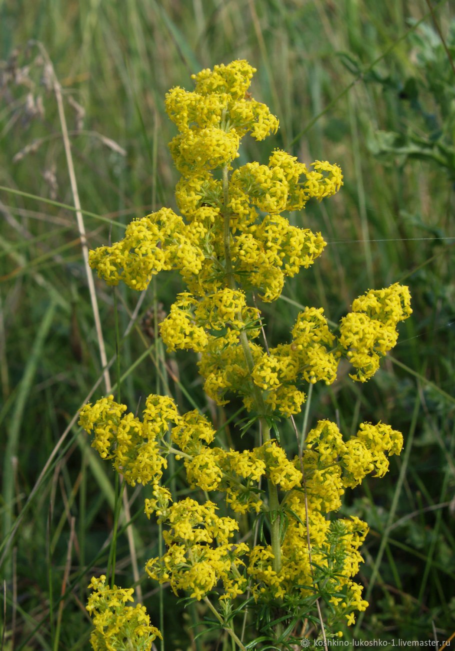 Подмаренник (Галиум)