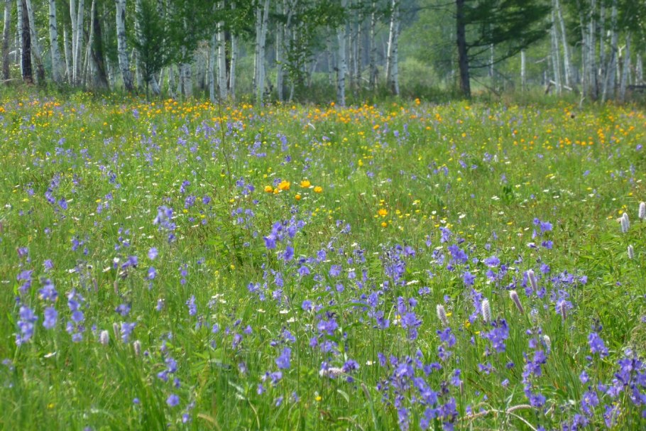 Лекарственные травы поле разнотравье Алтай