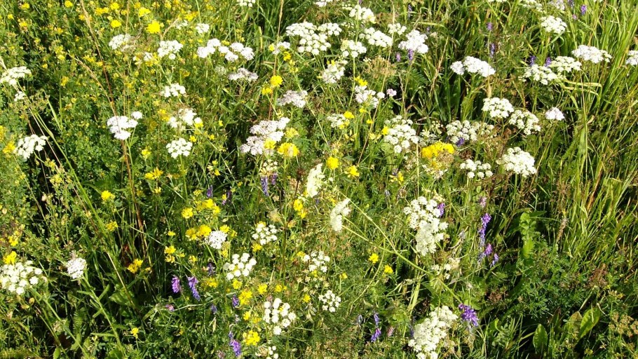 Дикорастущие травы