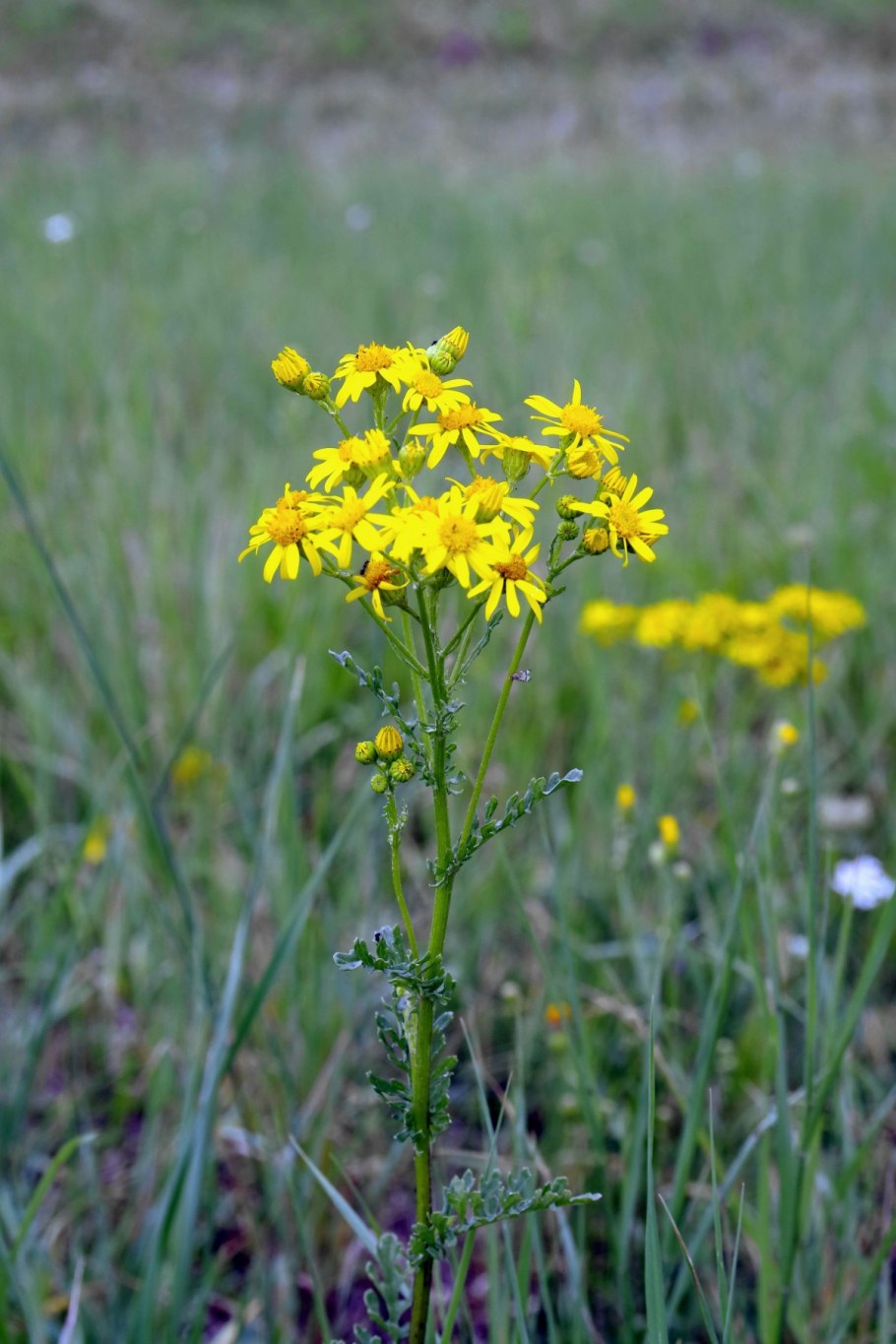 Горлянка трава с желтыми цветочками