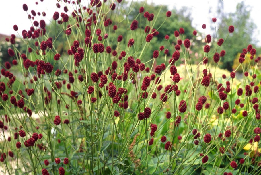 Кровохлебка лекарственная (Sanguisorba officinalis &#96;Tanna&#96;)