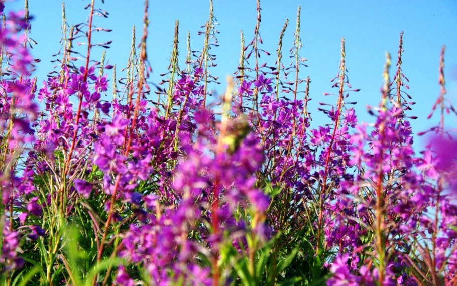 Иван-чай узколистный