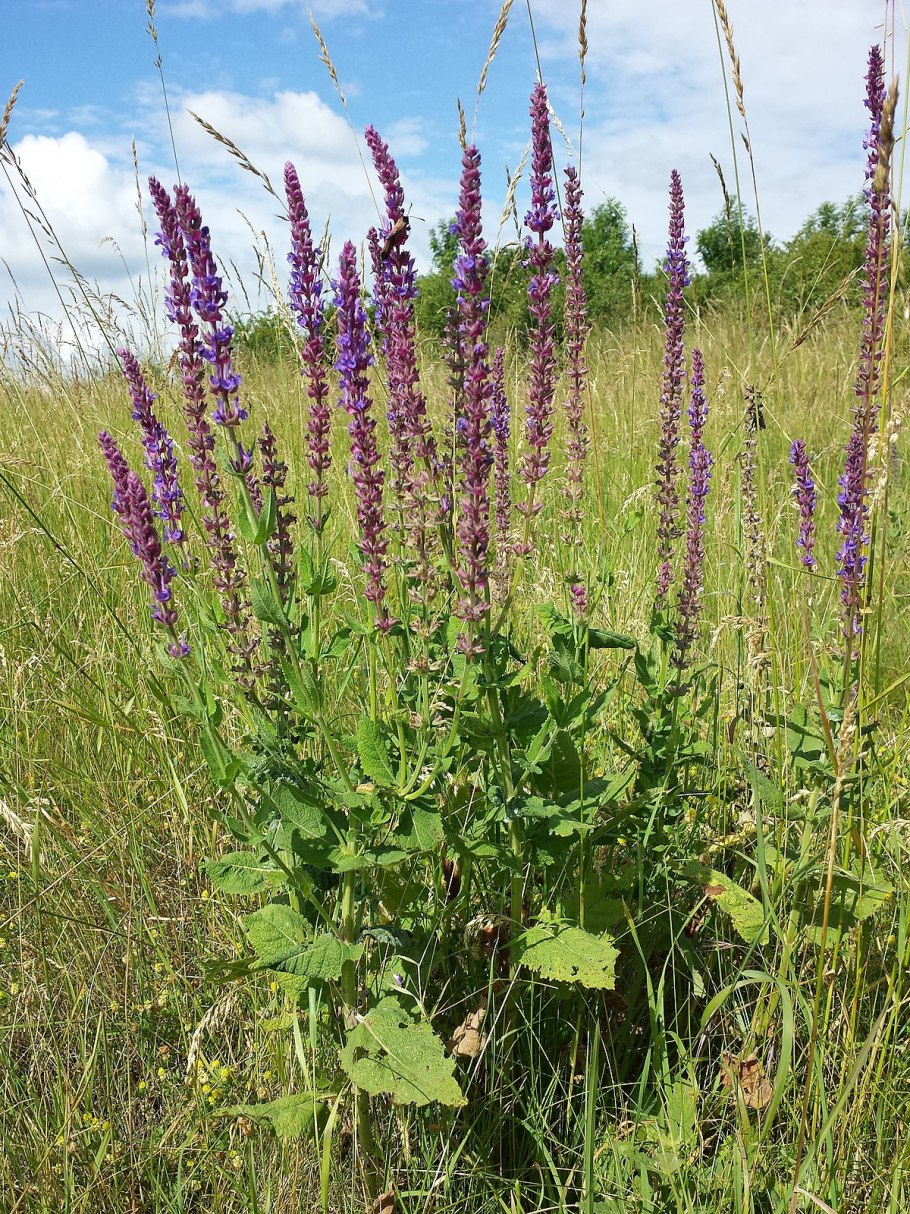 Шалфей галюцегенный