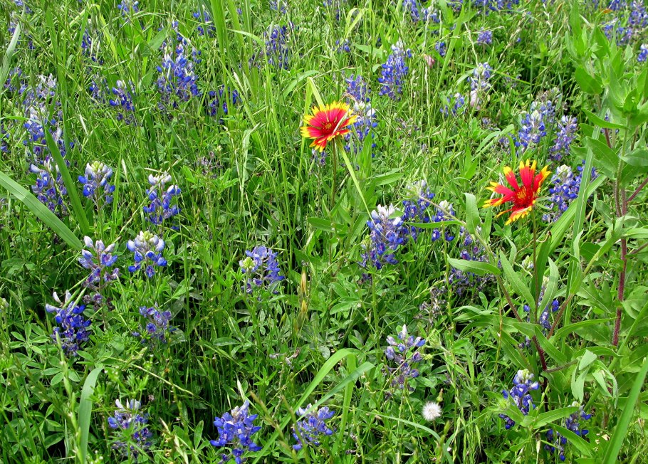 Лечебные травы на лугу