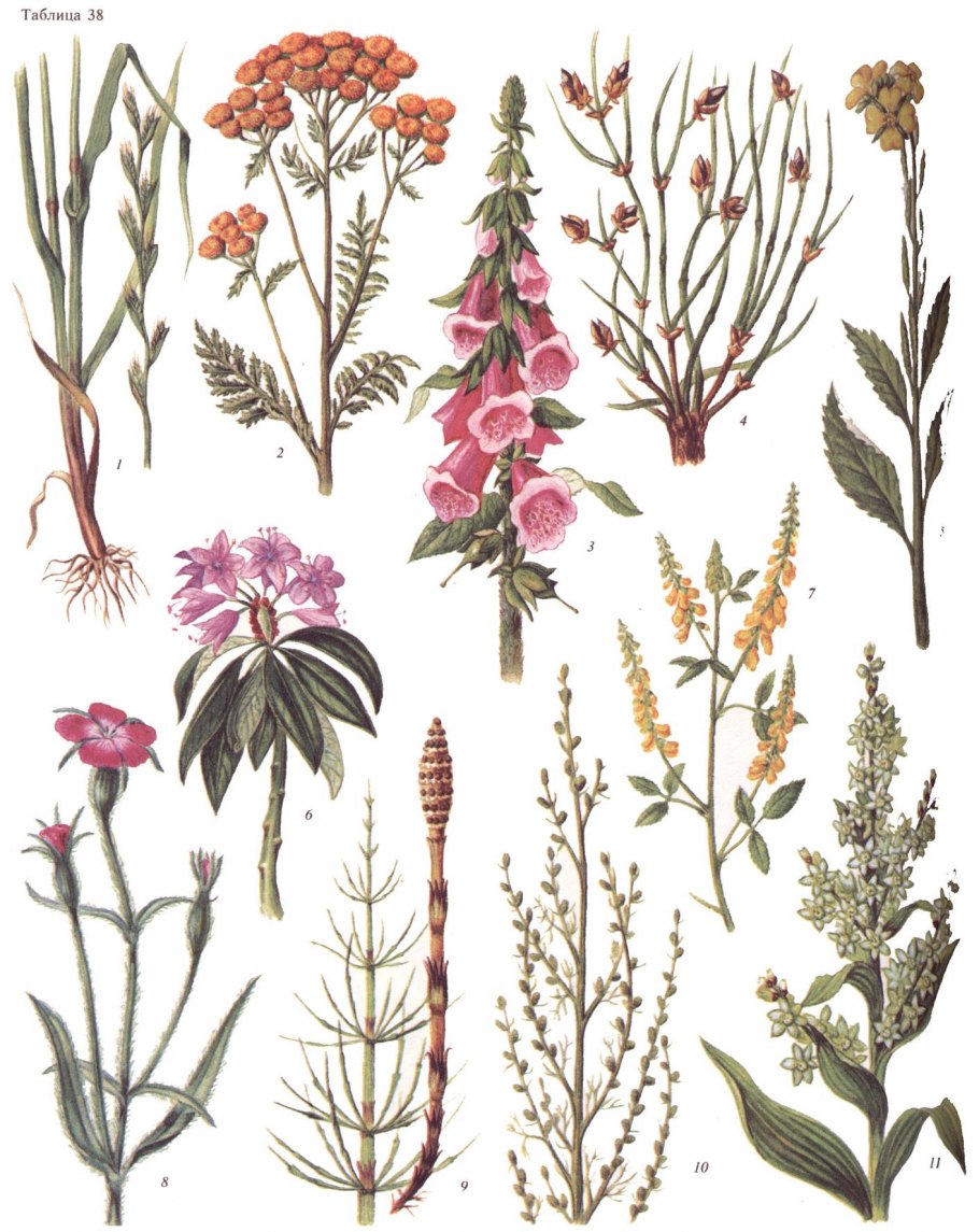 Травянистые растения