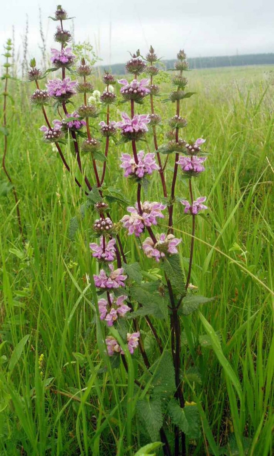 Зопник клубненосный Phlomis