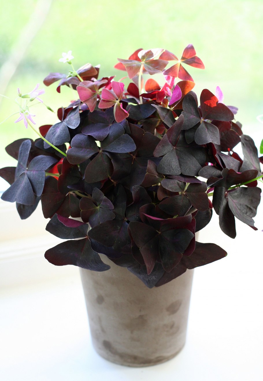 Кислица цветок