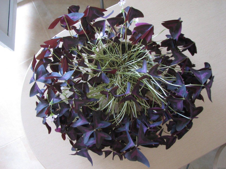 Оксалис махагони