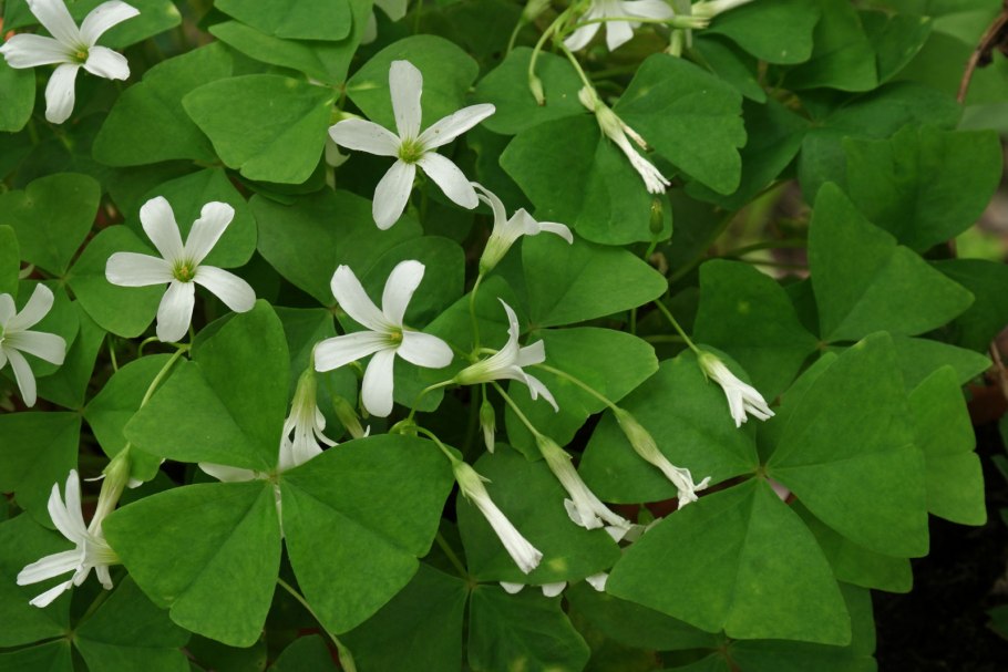 Оксалис Триангулярис