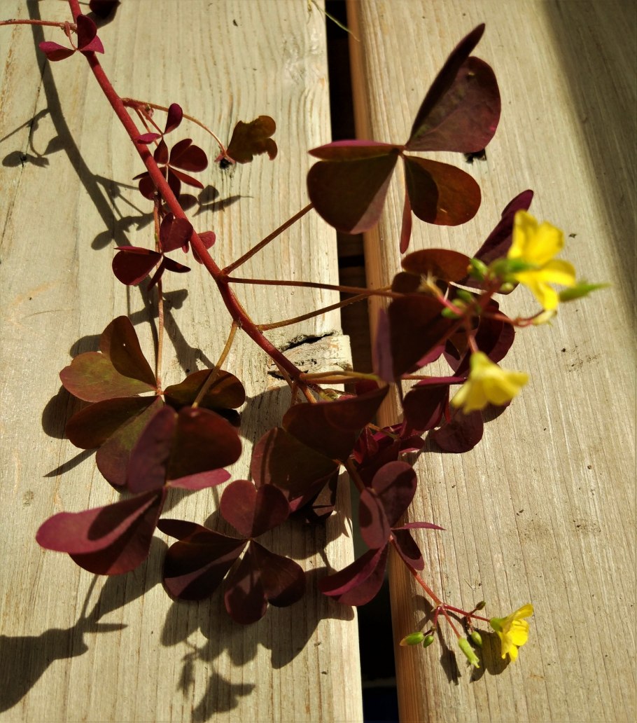 Кислица оксалис садовая