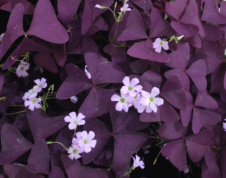 Оксалис комнатное растение