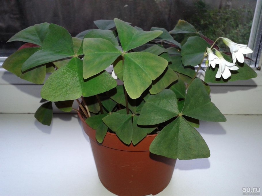 Кислица настурциевидная