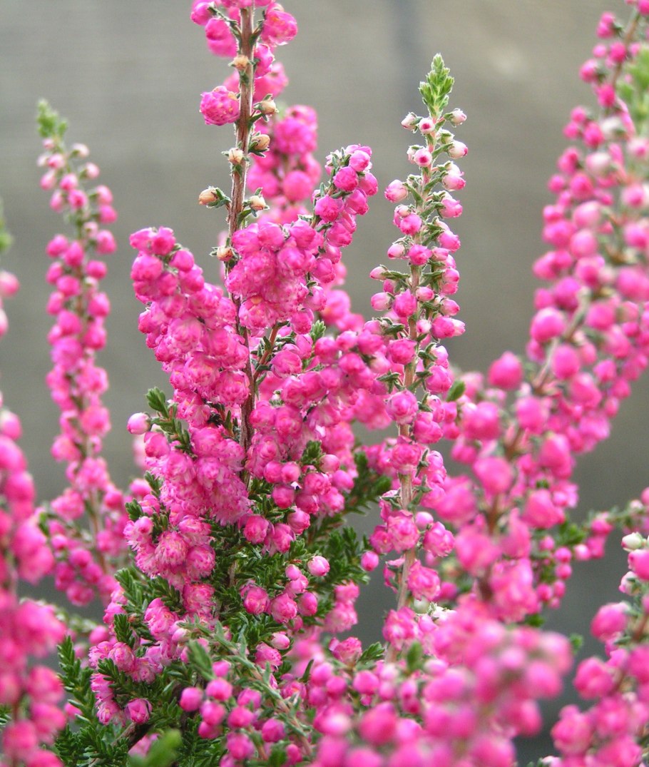 Вереск Calluna vulgaris
