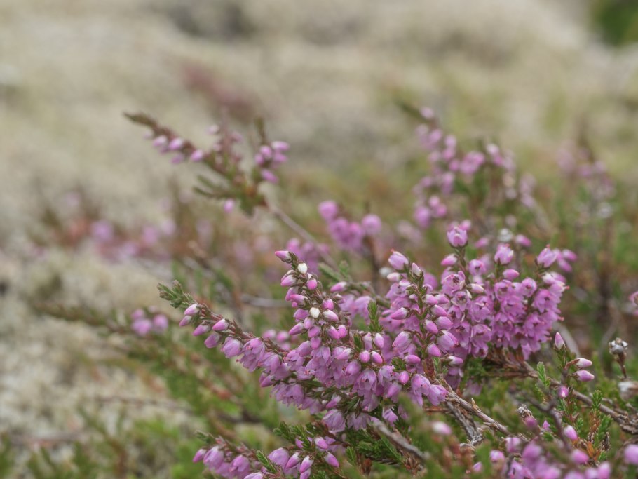 Вереск обыкновенный (Calluna vulgaris)