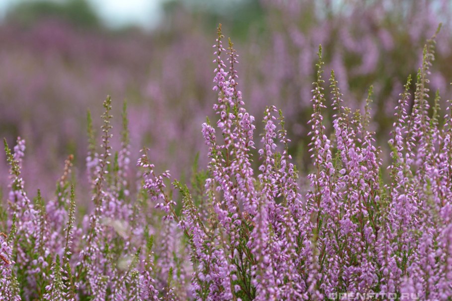 Calluna vulgaris (Вереск обыкновенный) 'Bonita'