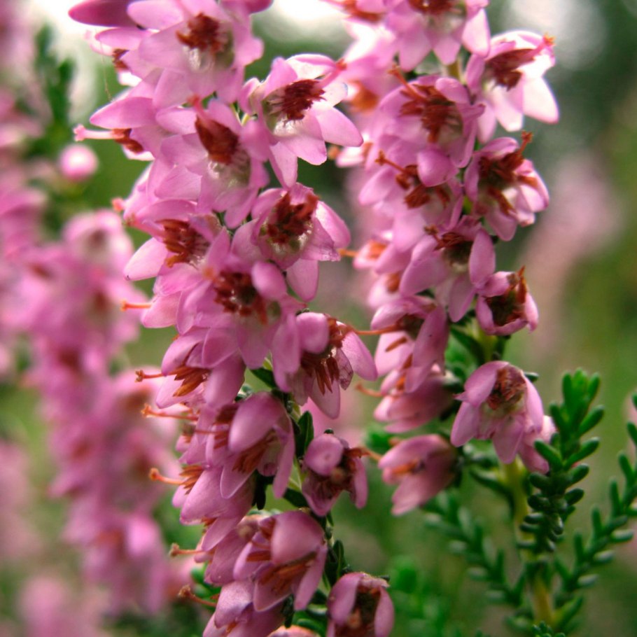 Calluna vulgaris (Вереск обыкновенный) 'Bonita'