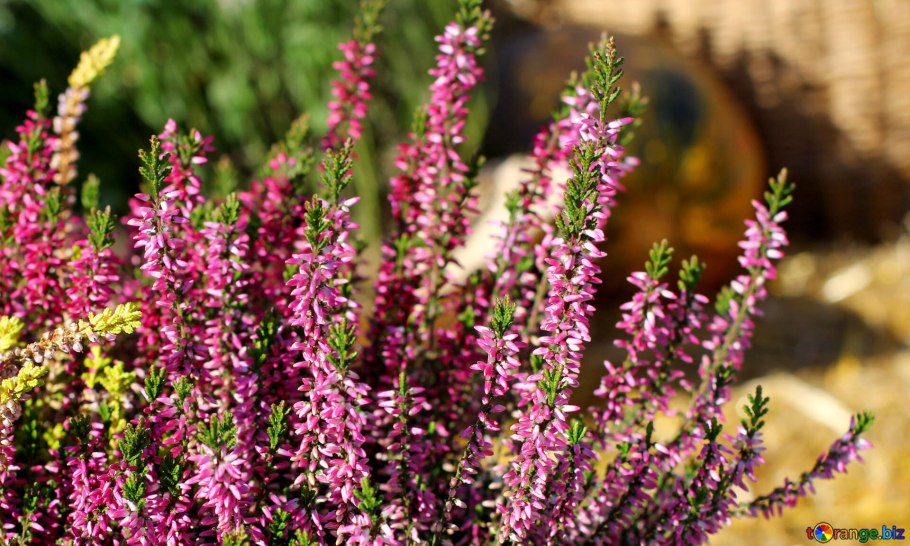 Calluna vulgaris Carmen