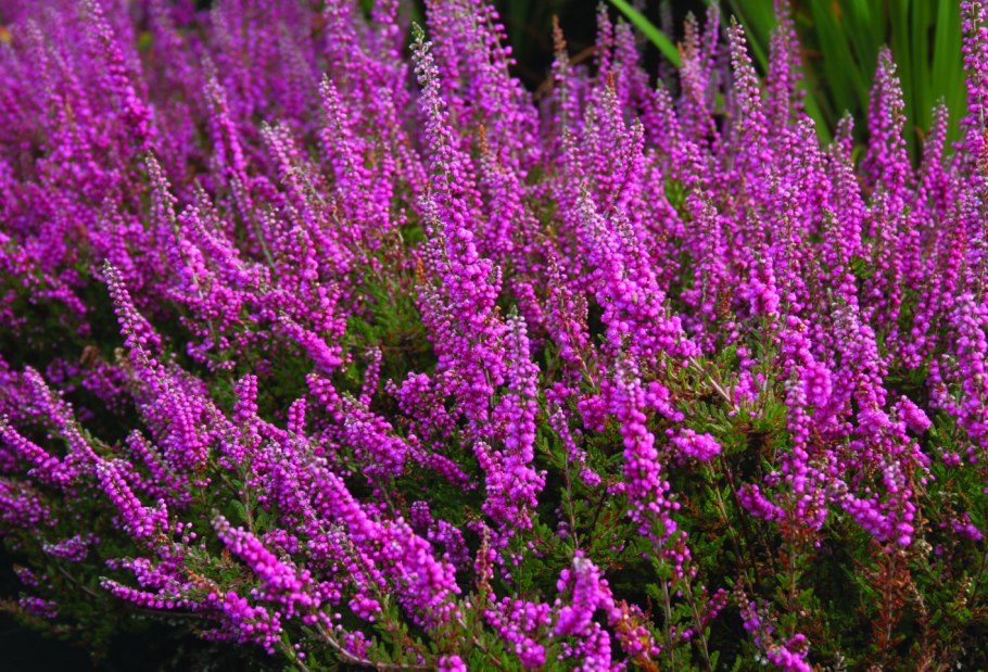 Calluna vulgaris Carmen