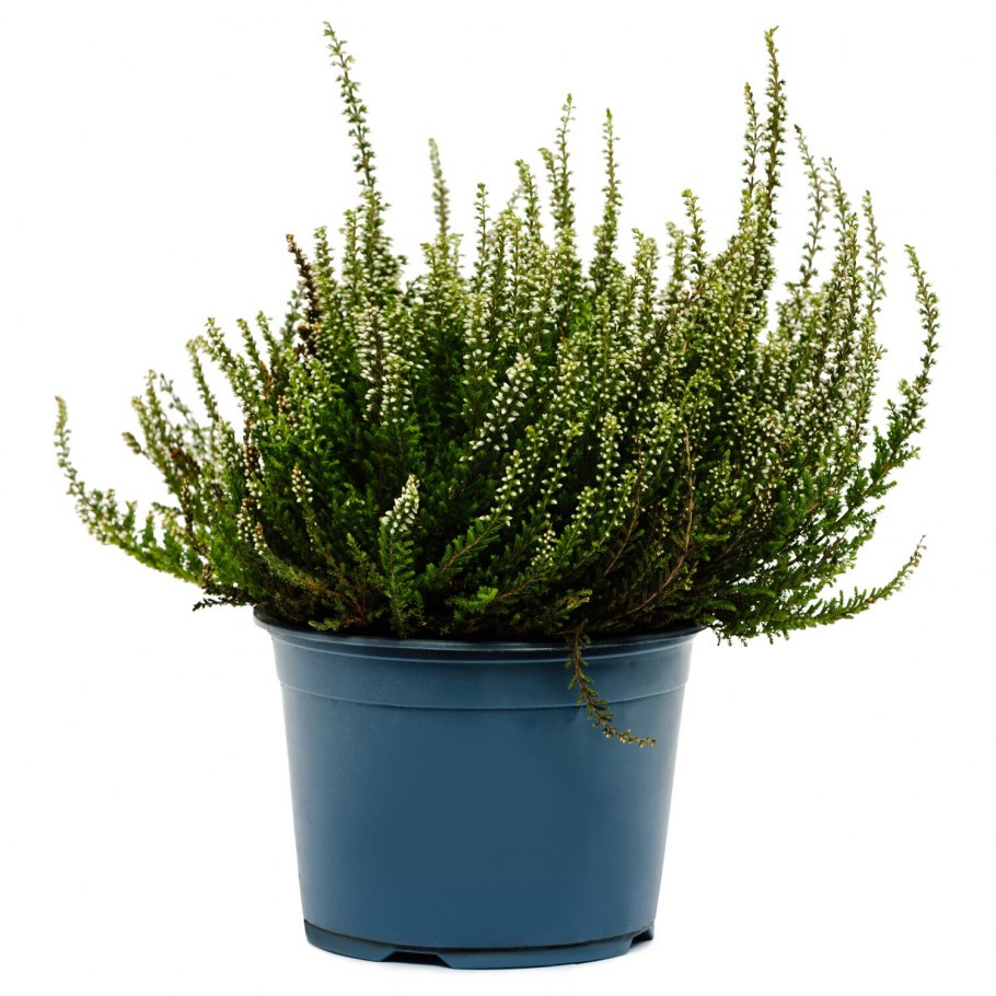 Вереск Calluna vulgaris Carmen