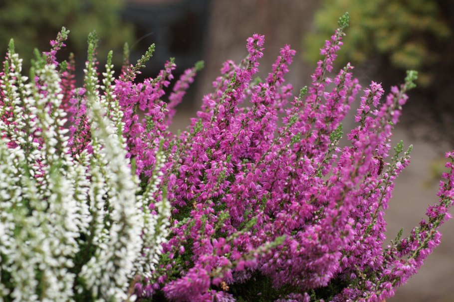 Вереск обыкновенный Calluna vulgaris Disco Queen