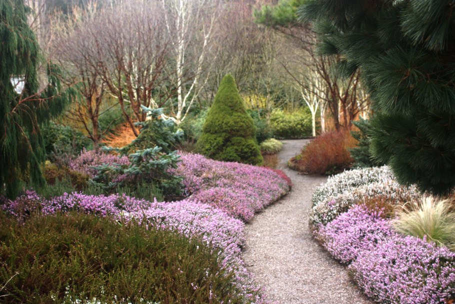 Вереск куртина