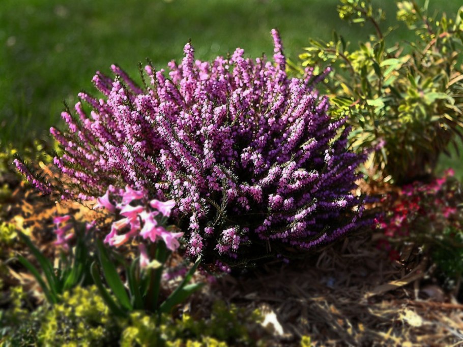 Эрика дарленская дарлей дэйл