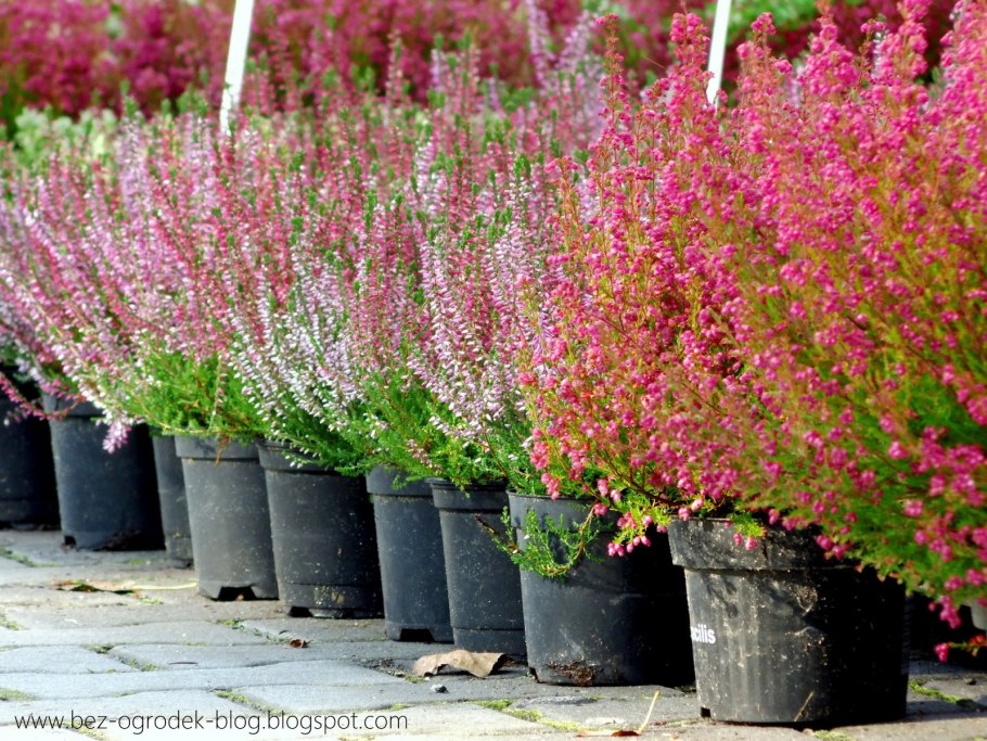 Вереск боскоп