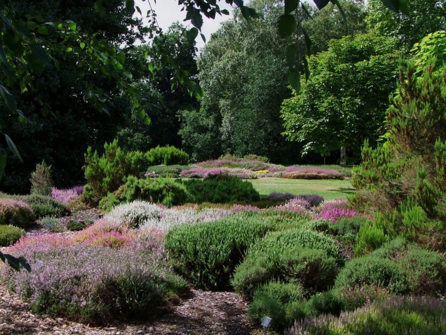 Вереск хвойный кустарник