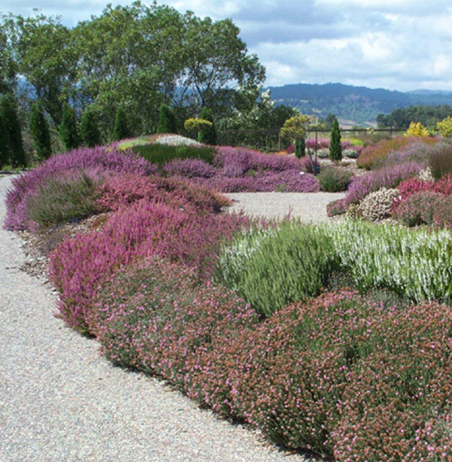 Вереск куртина