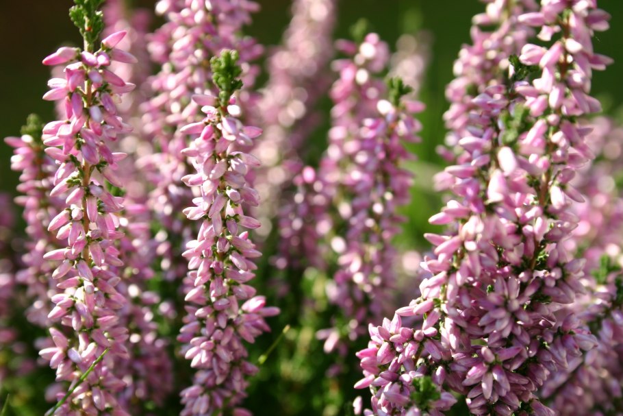 Calluna vulgaris helena