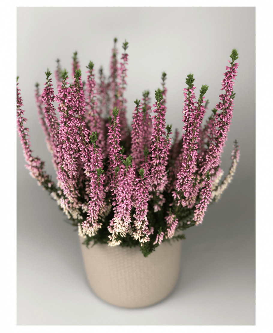 Каллуна / вереск микс