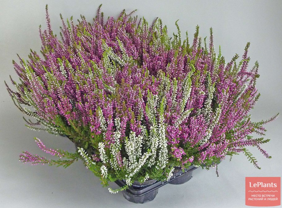 Вереск эрика дарленская