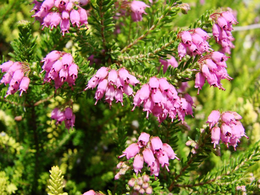 Семейство вересковых эрика