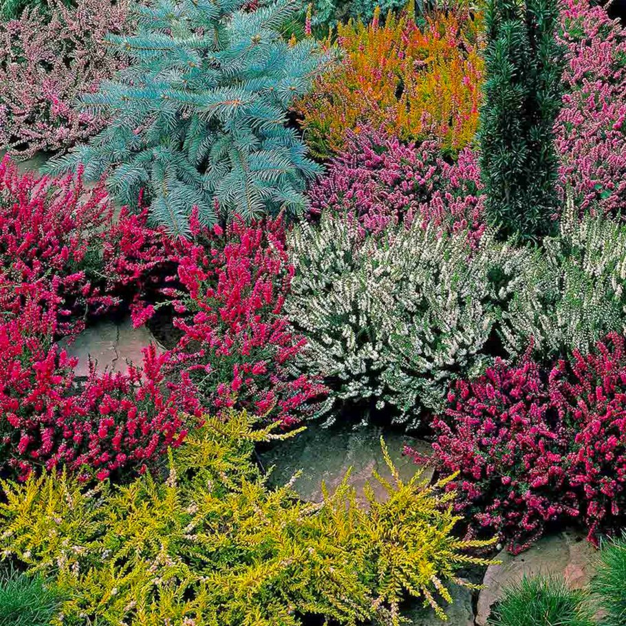 Вереск цветок садовый