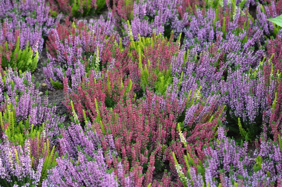 Вереск обыкновенный calluna vulgaris