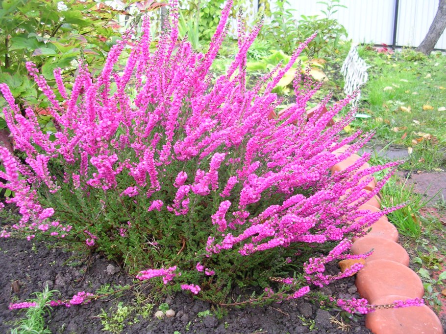 Вереск обыкновенный аллегро